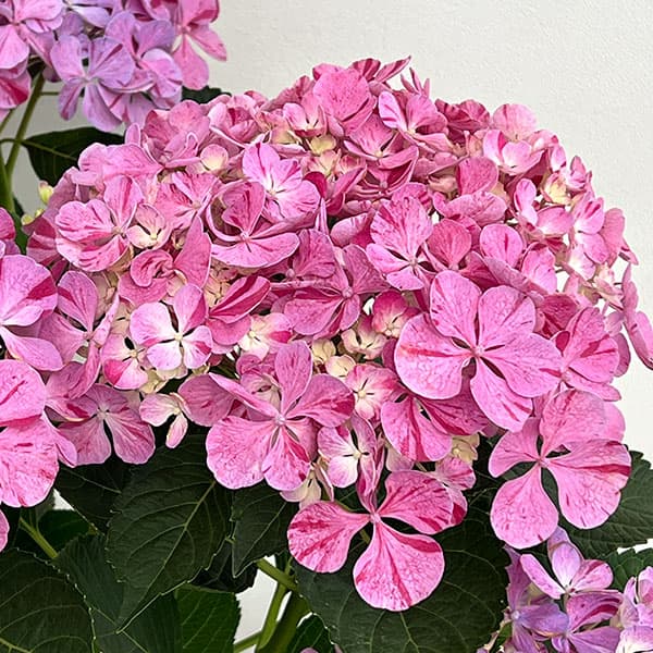園芸ネット本店｜アジサイ：ピンキー バインダー7号鉢植え の通販【公式】