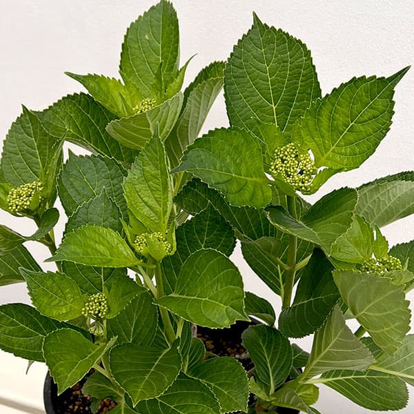 アジサイ：ピンキー バインダー7号鉢植え