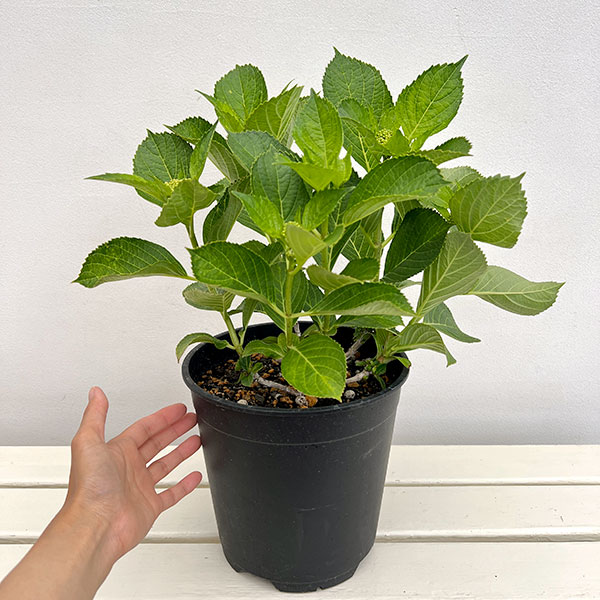 アジサイ：ピンキー バインダー7号鉢植え
