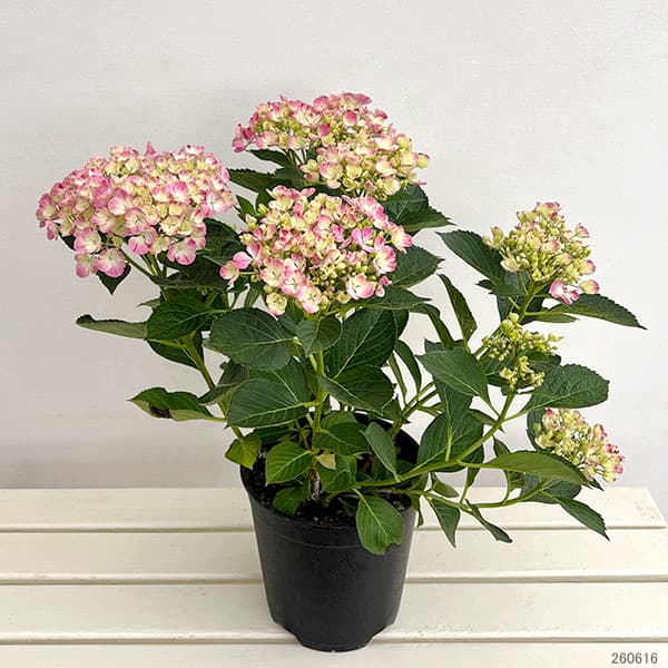 園芸ネット本店｜アジサイ：ピンキー バインダー7号鉢植え の通販【公式】