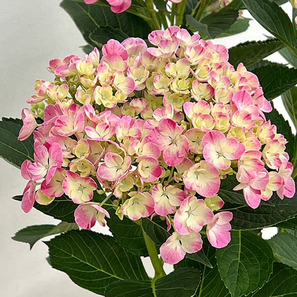 園芸ネット本店｜アジサイ：ピンキー バインダー7号鉢植え の通販【公式】