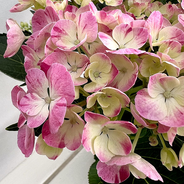 園芸ネット本店｜アジサイ：ピンキー バインダー7号鉢植え の通販【公式】