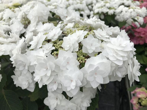 アジサイ：ウェディング ガウン7号鉢植え