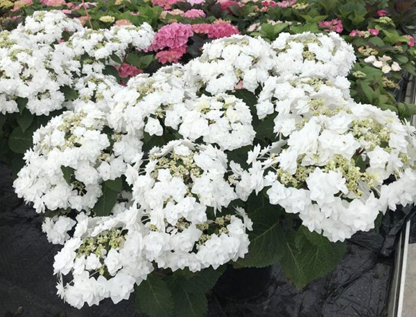 アジサイ：ウェディング ガウン7号鉢植え