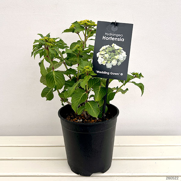 アジサイ：ウェディング ガウン7号鉢植え