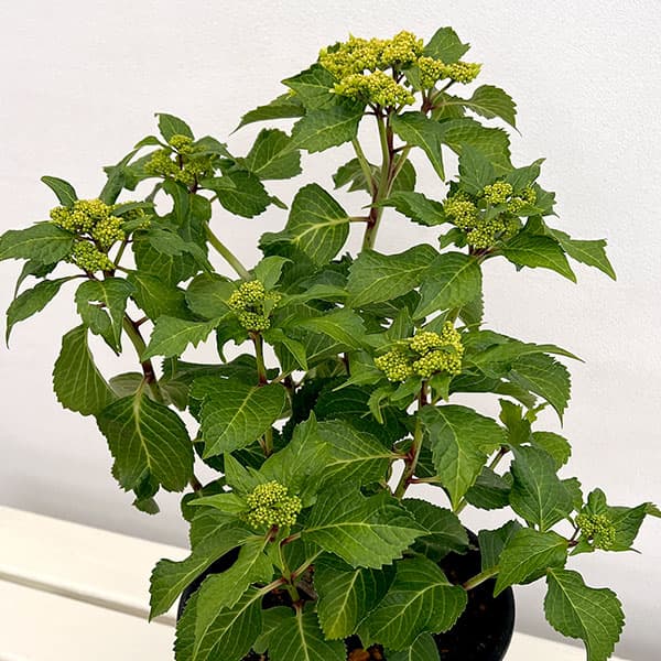 アジサイ：ウェディング ガウン7号鉢植え