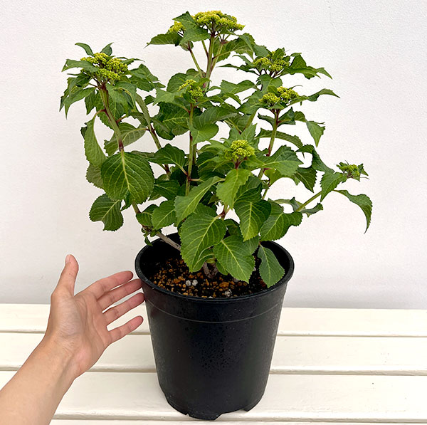 アジサイ：ウェディング ガウン7号鉢植え