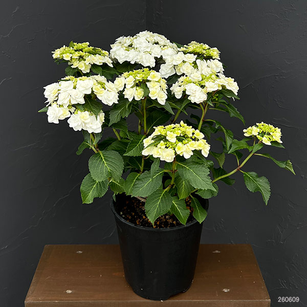 アジサイ:ウェディング ガウン7号鉢植え