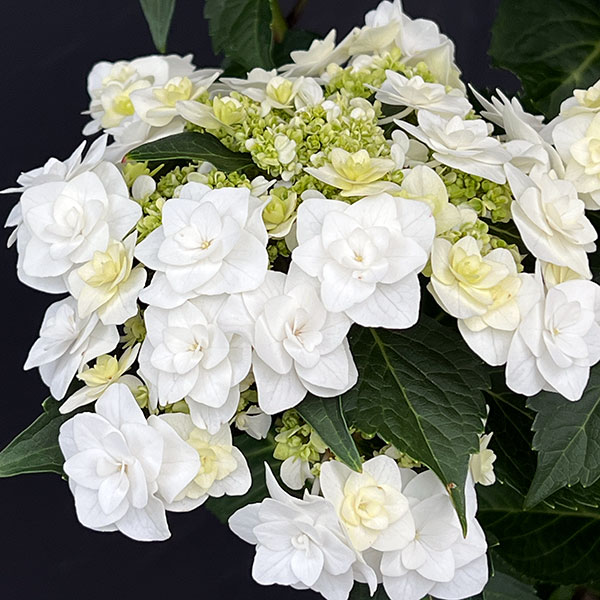 アジサイ:ウェディング ガウン7号鉢植え