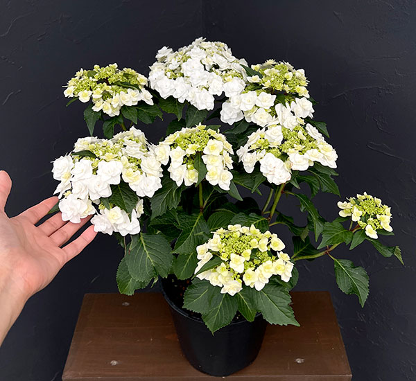 アジサイ:ウェディング ガウン7号鉢植え