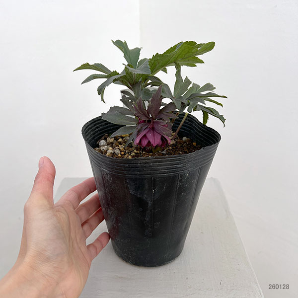 若泉ファームさんのクリスマスローズ：26-18ダブルクロアチカスハイブリッド4.5号ポット【現品販売】