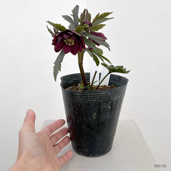 若泉ファームさんのクリスマスローズ：26-19ダブルクロアチカスハイブリッド4.5号ポット【現品販売】