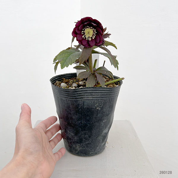 若泉ファームさんのクリスマスローズ:26-20ダブルクロアチカスハイブリッド4.5号ポット【現品販売】