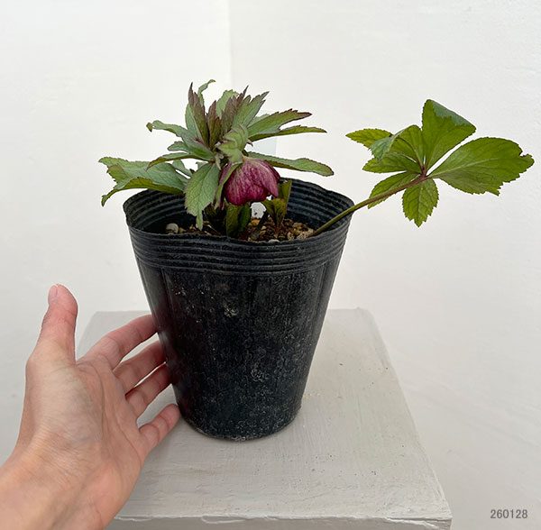 若泉ファームさんのクリスマスローズ：26-21ダブルクロアチカスハイブリッド4.5号ポット【現品販売】