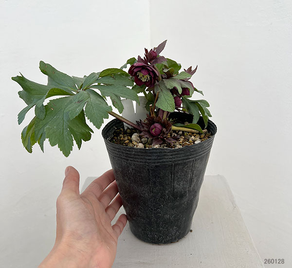 若泉ファームさんのクリスマスローズ：26-22ダブルクロアチカスハイブリッド4.5号ポット【現品販売】