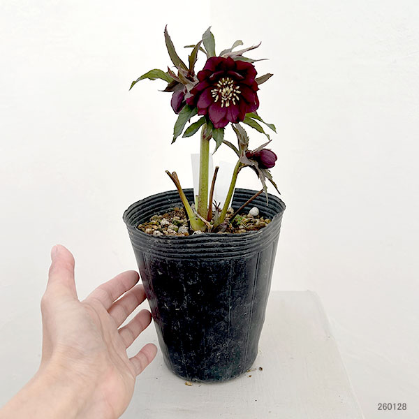 若泉ファームさんのクリスマスローズ:26-23ダブルクロアチカスハイブリッド4.5号ポット【現品販売】