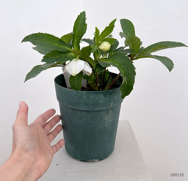 若泉ファームさんのクリスマスローズ:26-24ファーストキッス5号鉢【現品販売】