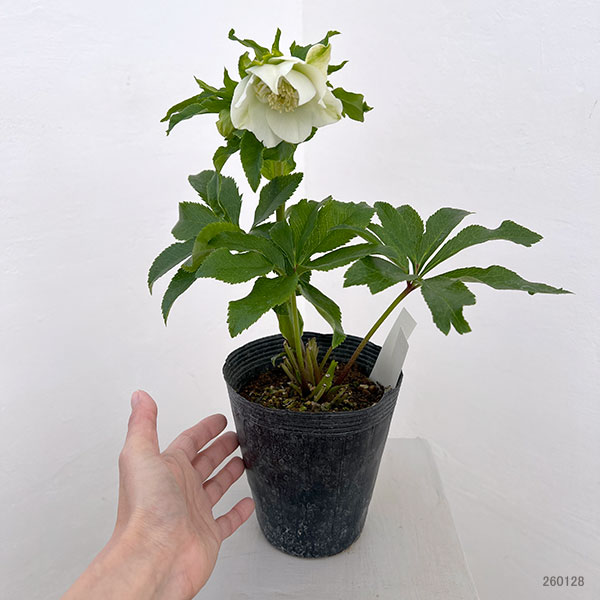 若泉ファームさんのクリスマスローズ:26-25シャルウィダンス4.5号ポット【現品販売】