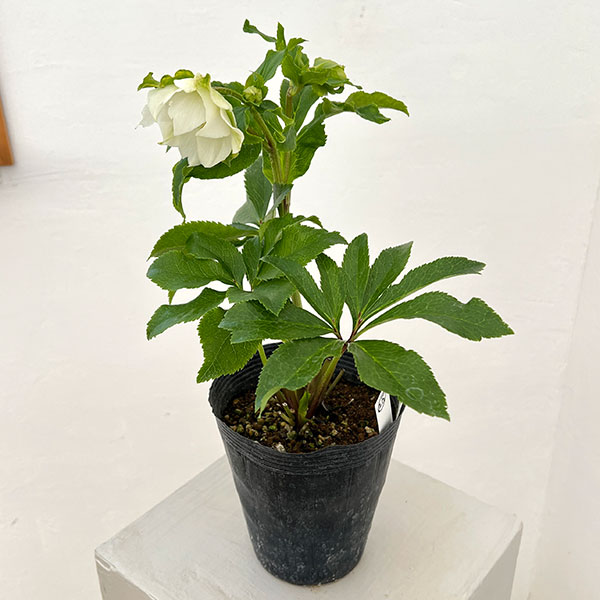 若泉ファームさんのクリスマスローズ:26-25シャルウィダンス4.5号ポット【現品販売】