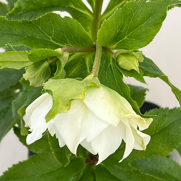 若泉ファームさんのクリスマスローズ:26-25シャルウィダンス4.5号ポット【現品販売】