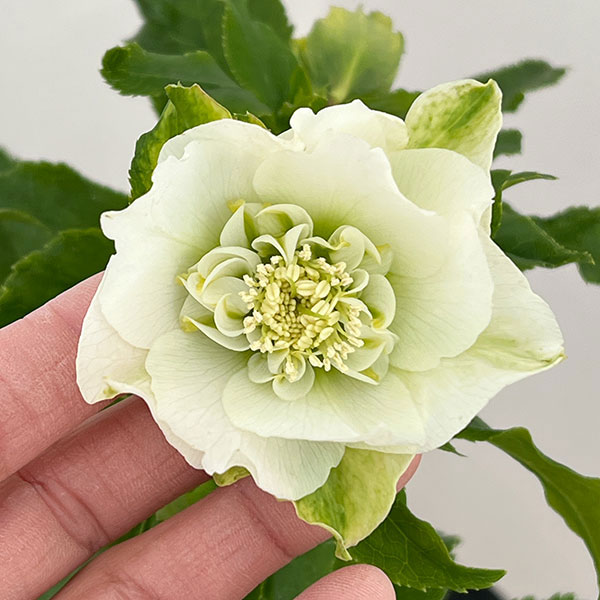 若泉ファームさんのクリスマスローズ:26-25シャルウィダンス4.5号ポット【現品販売】