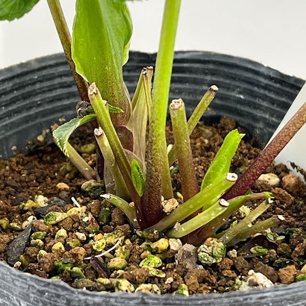 若泉ファームさんのクリスマスローズ:26-25シャルウィダンス4.5号ポット【現品販売】