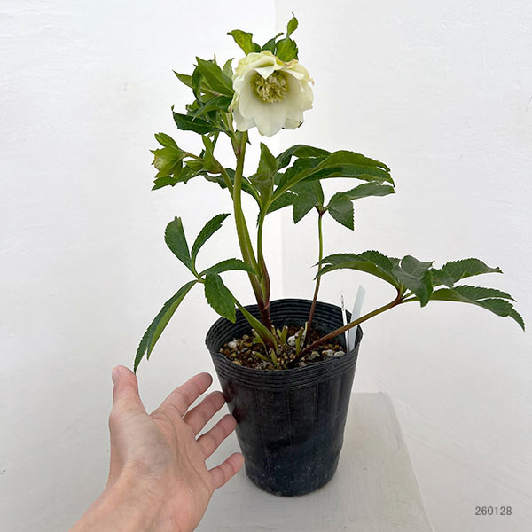 若泉ファームさんのクリスマスローズ:26-26シャルウィダンス4.5号ポット【現品販売】