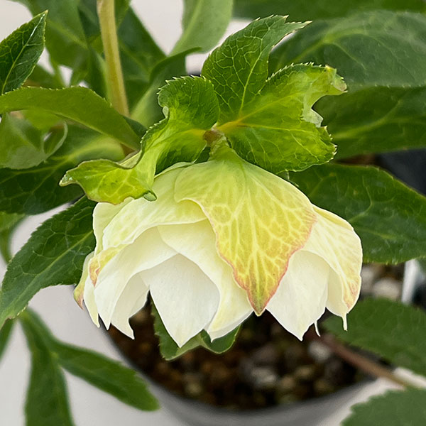 若泉ファームさんのクリスマスローズ:26-26シャルウィダンス4.5号ポット【現品販売】