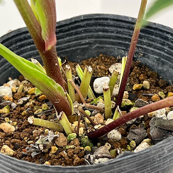 若泉ファームさんのクリスマスローズ:26-26シャルウィダンス4.5号ポット【現品販売】