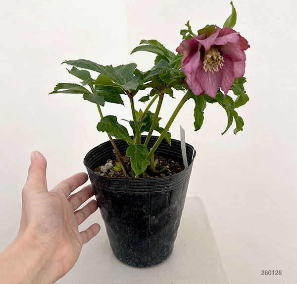 若泉ファームさんのクリスマスローズ:26-27シャルウィダンス4.5号ポット【現品販売】