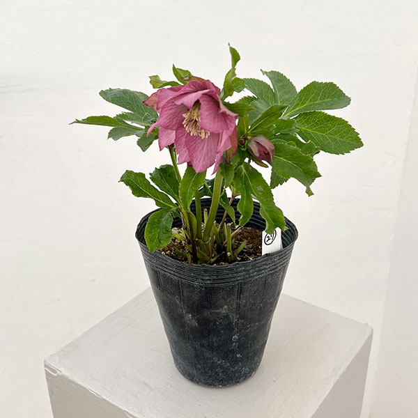 若泉ファームさんのクリスマスローズ:26-27シャルウィダンス4.5号ポット【現品販売】