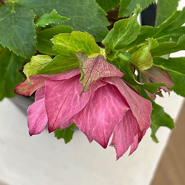 若泉ファームさんのクリスマスローズ:26-27シャルウィダンス4.5号ポット【現品販売】