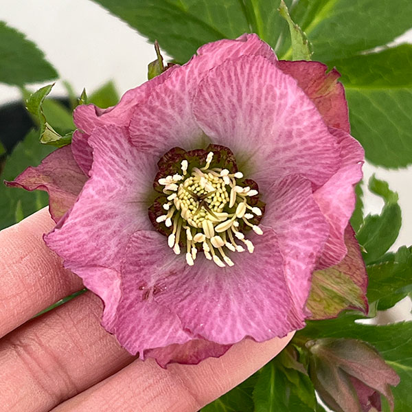 若泉ファームさんのクリスマスローズ:26-27シャルウィダンス4.5号ポット【現品販売】