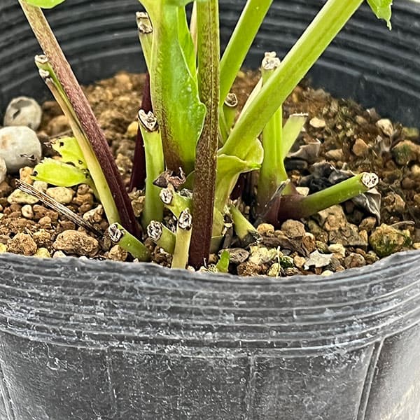 若泉ファームさんのクリスマスローズ:26-27シャルウィダンス4.5号ポット【現品販売】