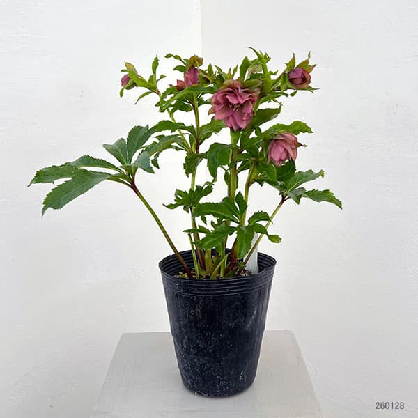 若泉ファームさんのクリスマスローズ：26-28シャルウィダンス4.5号ポット【現品販売】