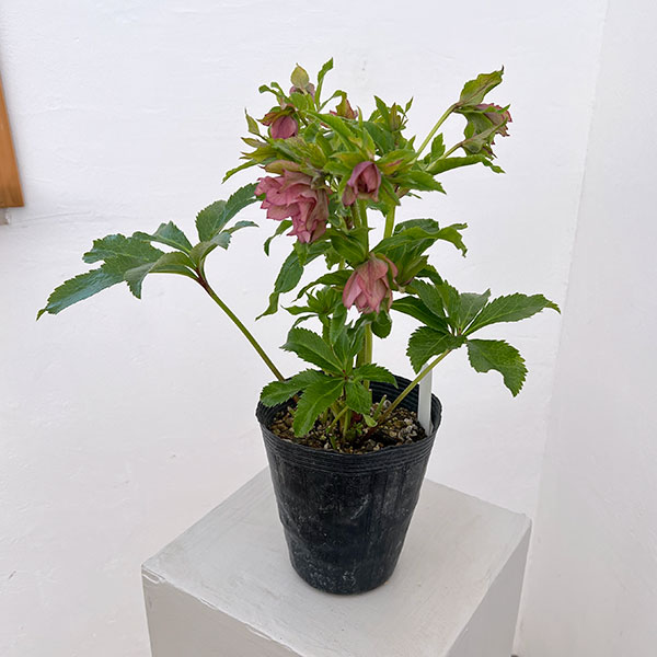 若泉ファームさんのクリスマスローズ：26-28シャルウィダンス4.5号ポット【現品販売】