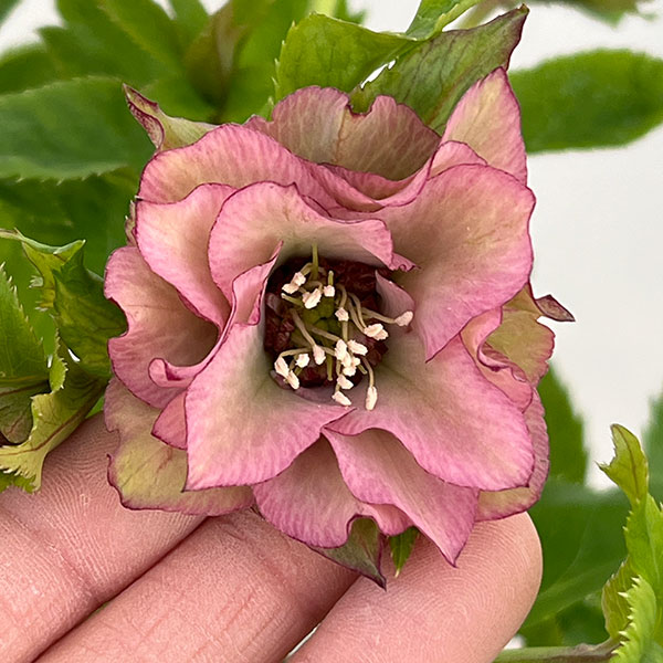 若泉ファームさんのクリスマスローズ：26-28シャルウィダンス4.5号ポット【現品販売】