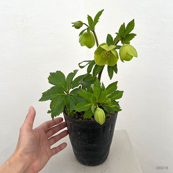 若泉ファームさんのクリスマスローズ：26-29シングル　グリーン／4.5号ポット【現品販売】