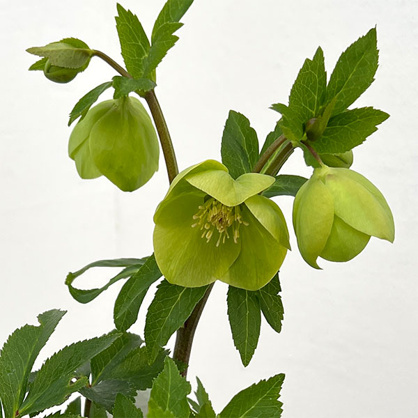 若泉ファームさんのクリスマスローズ：26-29シングル　グリーン／4.5号ポット【現品販売】