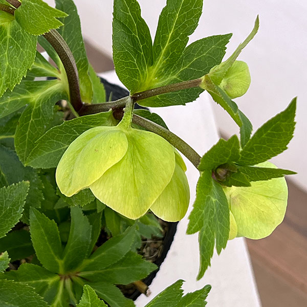 若泉ファームさんのクリスマスローズ：26-29シングル　グリーン／4.5号ポット【現品販売】