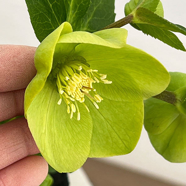 若泉ファームさんのクリスマスローズ：26-29シングル　グリーン／4.5号ポット【現品販売】