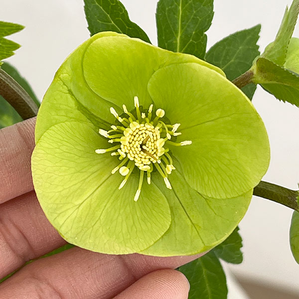 若泉ファームさんのクリスマスローズ：26-29シングル　グリーン／4.5号ポット【現品販売】