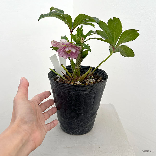 若泉ファームさんのクリスマスローズ:26-30ダブル4.5号ポット【現品販売】