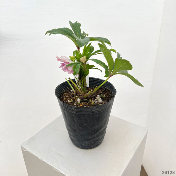 若泉ファームさんのクリスマスローズ：26-30ダブル4.5号ポット【現品販売】（咲き進み～開花終了株）