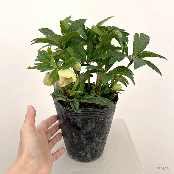 若泉ファームさんのクリスマスローズ：26-31セミダブル4.5号ポット【現品販売】