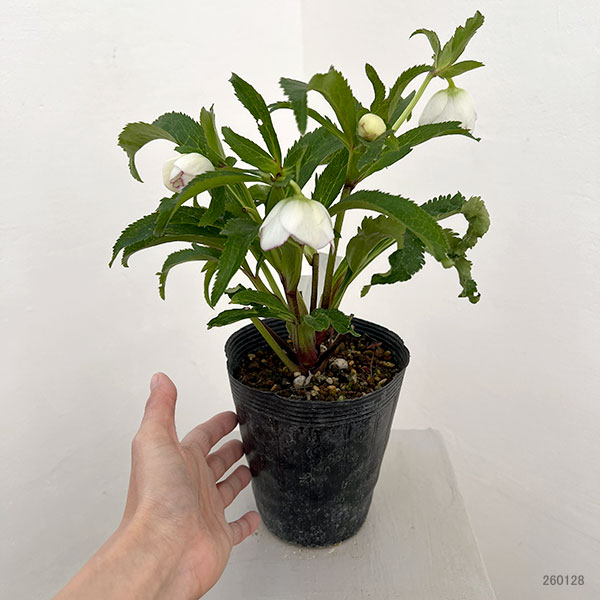 若泉ファームさんのクリスマスローズ:26-33セミダブル4.5号ポット【現品販売】