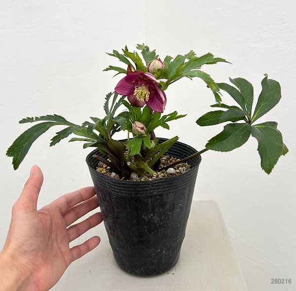 若泉ファームさんのクリスマスローズ:26-34セミダブル/4.5号ポット【現品販売】
