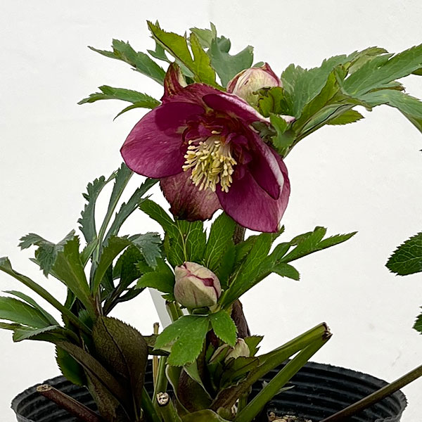 若泉ファームさんのクリスマスローズ:26-34セミダブル/4.5号ポット【現品販売】