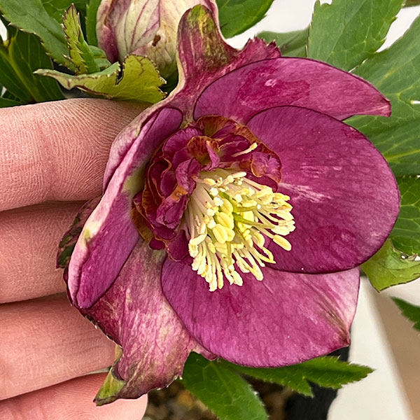 若泉ファームさんのクリスマスローズ:26-34セミダブル/4.5号ポット【現品販売】