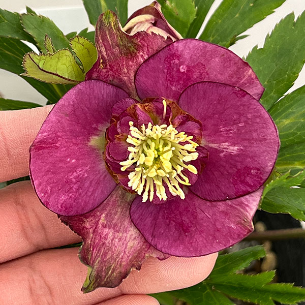 若泉ファームさんのクリスマスローズ:26-34セミダブル/4.5号ポット【現品販売】